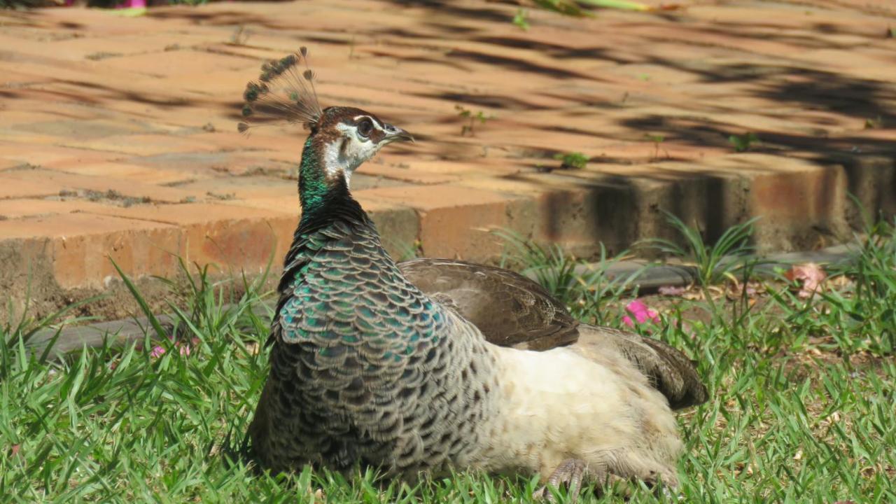 Dwaleni Farm Lodge Matsapha Exteriör bild